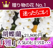 どれがいいか迷ったら贈り物人気商品[雅]