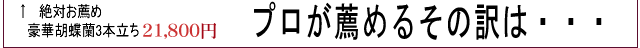 プロの目で見て絶対お薦めの 豪華花3本立ち19800円