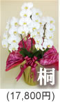 胡蝶蘭3本立ち「桐」15,750円