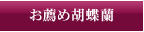 お勧め胡蝶蘭