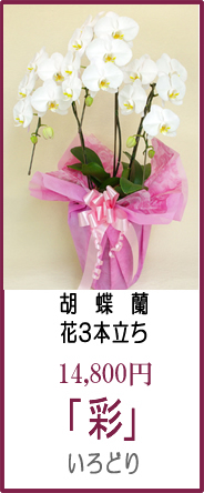 「商品名：いろどり」 花3本立ち