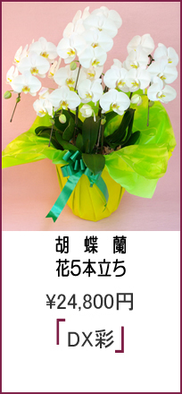「商品名:あおい」花5本立ち