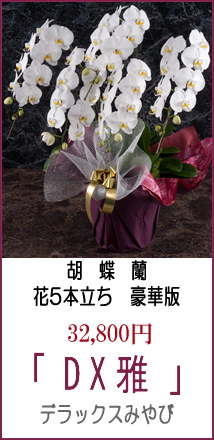 豪華胡蝶蘭ギフト「商品名：DX雅」超豪華 花5本立ち