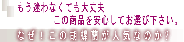 もう迷わなくて大丈夫。この胡蝶蘭をお選び下さい