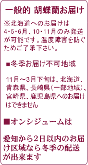 鳳凰以外は北海道、青森へ胡蝶蘭をお届けできるのは4・5・6・10・11月のみ