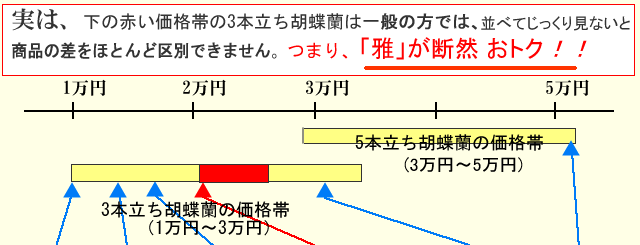 花が3本立った胡蝶蘭で2万円から3万円未満の物は、ほとんどその商品の差を区別できません