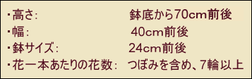 サイズ高さ90ｃｍ幅50ｃｍ