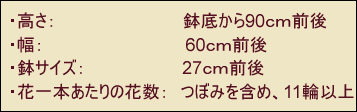 胡蝶蘭のサイズ高さ90ｃｍ幅60ｃｍ