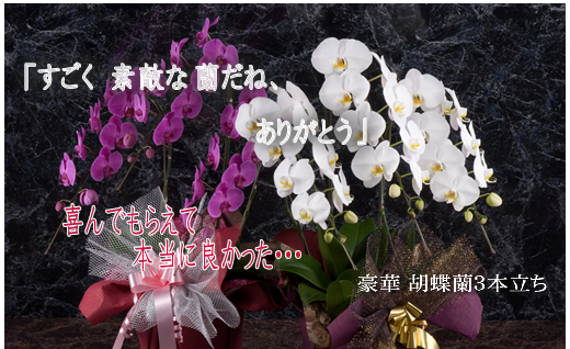 胡蝶蘭の花を贈る   胡蝶蘭販売