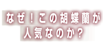 なぜ、この胡蝶蘭が人気なのか