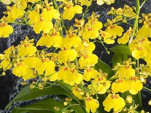 お祝いの花　オンシジューム